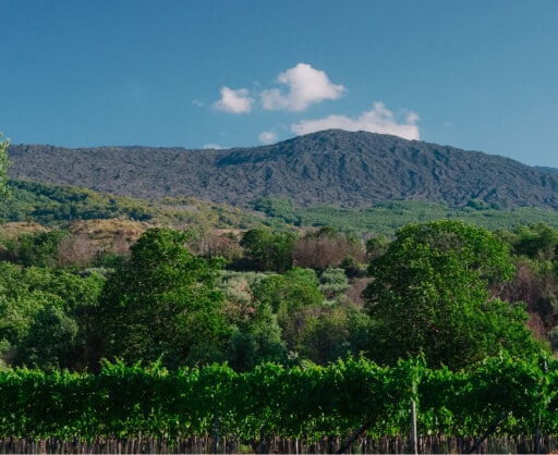 Sciaranuova Vineyards